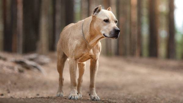 Amerikanischer Staffordshire-Terrier im Wald