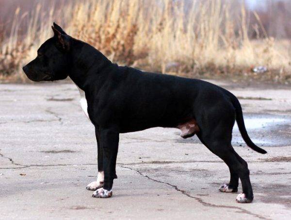 Amerikanischer schwarzer Terrier Staffordshires