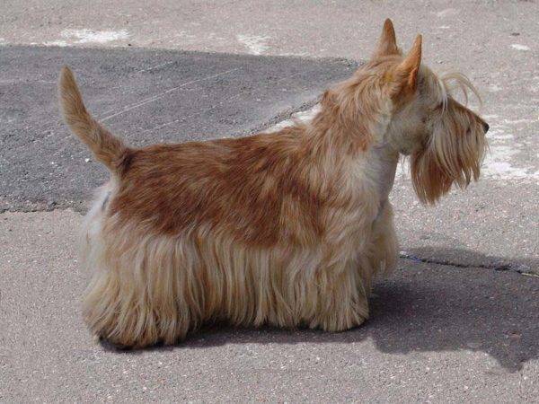 Scotch Terrier Tan