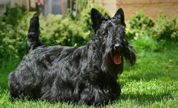 Scotch Terrier monophon schwarz