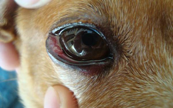 Bindehautentzündung bei einem Hund Symptome, Behandlung