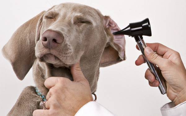 So reinigen Sie die Ohren eines Hundes