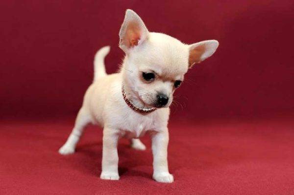 Chihuah Welpe
