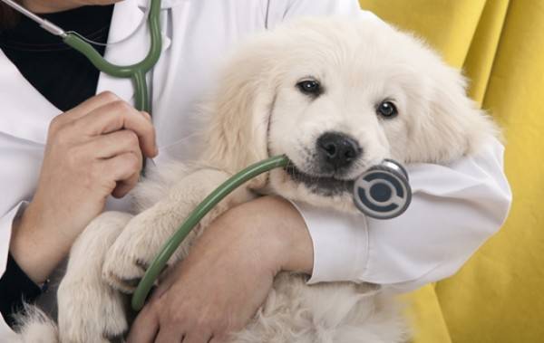 Behandlung von Staupe bei Hunden