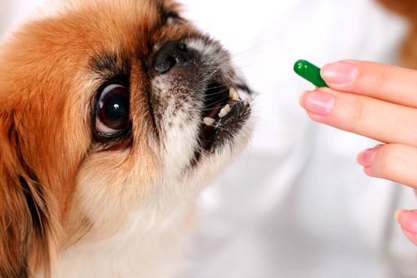 Behandlung von Enterokolitis bei Hunden