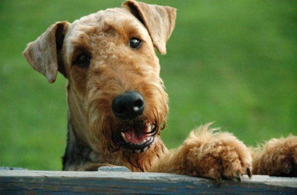 charmanter Airedale-Terrier