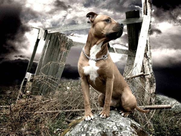 Amerikanischer Staffordshire-Terrier auf einem Stein