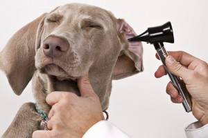 So reinigen Sie die Ohren eines Hundes