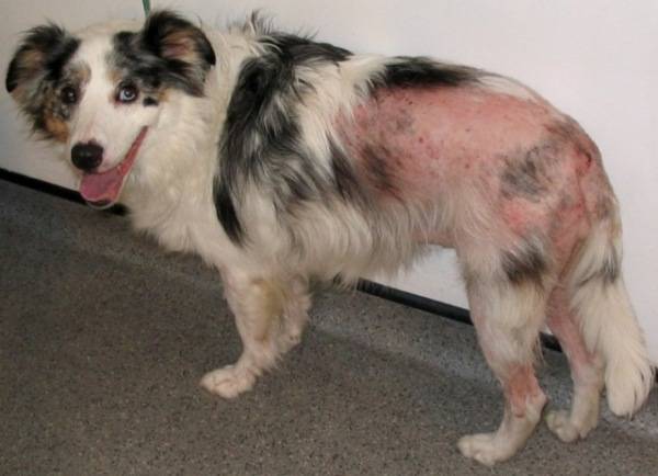 Behandlung von Dermatitis bei Hunden