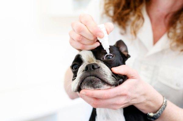 Behandlung der Bindehautentzündung bei einem Hund