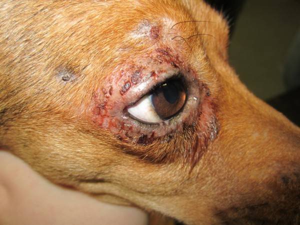 Dermatitis bei Hunden Symptome, Behandlung, Foto