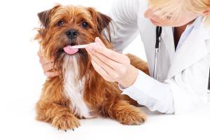 Enterokolitis bei Hunden