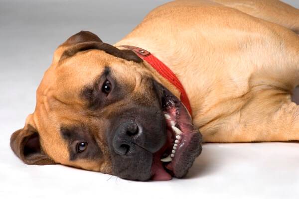 Kryptorchismus bei Hunden Ursachen, Symptome, Behandlung