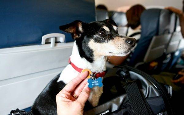 Transport von Tieren im Flugzeug