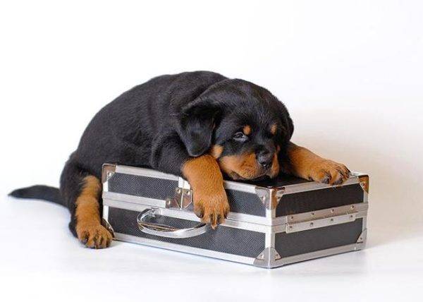 Hund und Koffer