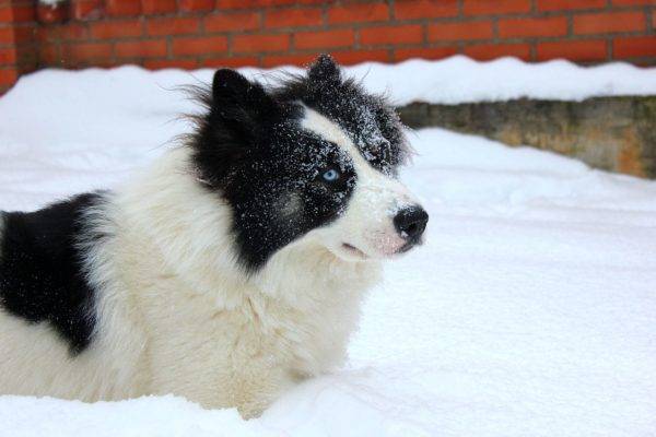 Yakut Husky im Schnee