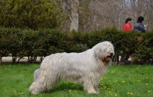 Südrussischer Schäfer Dog im Park