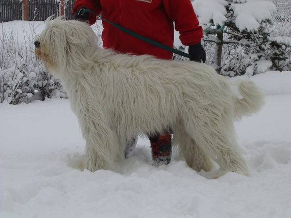 Südrussischer Schäferhund im Winter