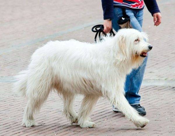 Südrussischer Schäferhund kommt