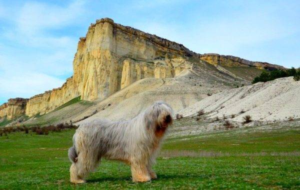 Südrussischer Schäfer Dog auf einem Hintergrund von Bergen