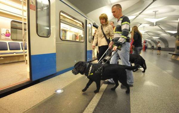 Blindenhunde helfen Menschen mit eingeschränkter Mobilität