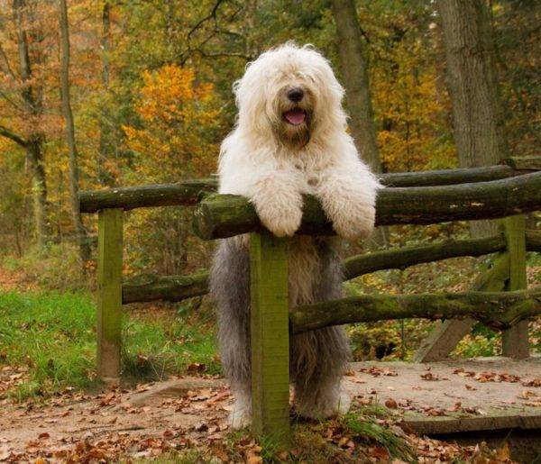 Bobtail-Hund im Wald