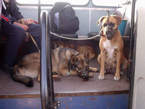 Transport von Hunden in öffentlichen Verkehrsmitteln