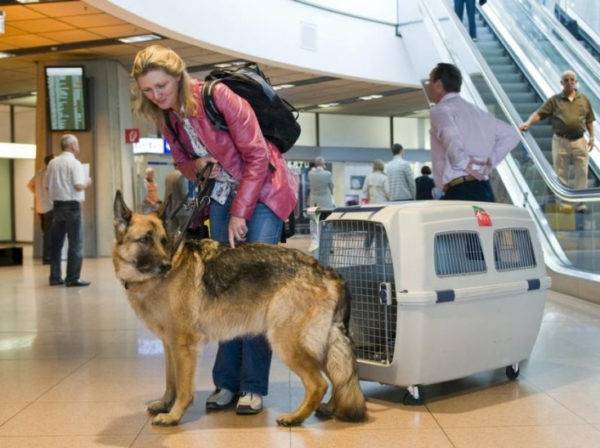 Lufttransport eines Hundes ins Ausland