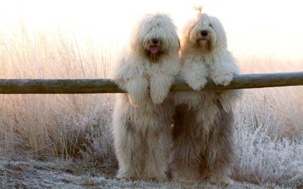 Bobtail-Hunde in der Natur