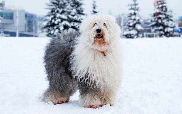 Bobtail Hund im Winter