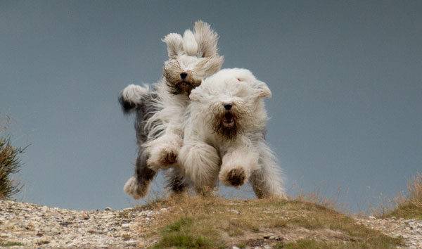 Bobtail-Hunde rennen