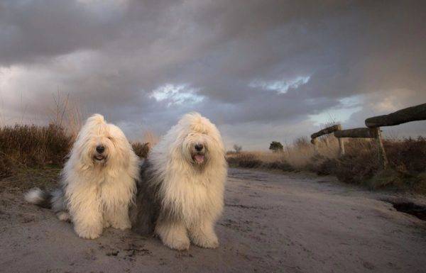 Bobtail-Hunde in der Natur