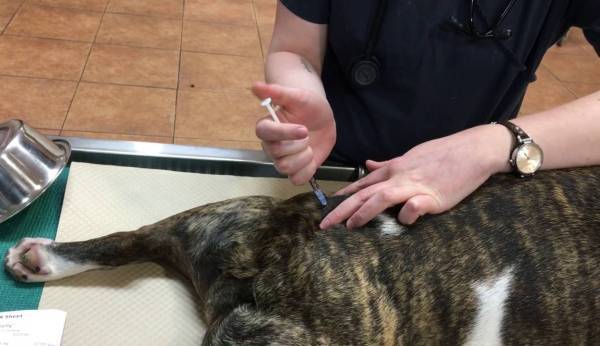 Wie man einen Hund intramuskulär injiziert