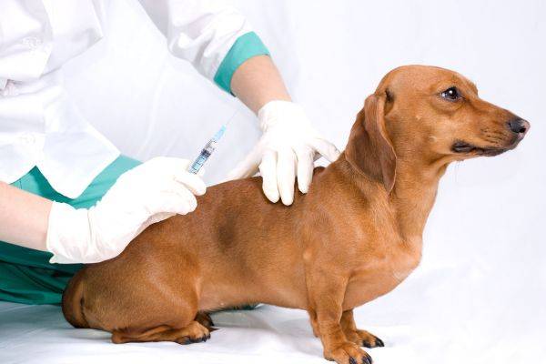Wie macht man eine Injektion von einem Hundefoto