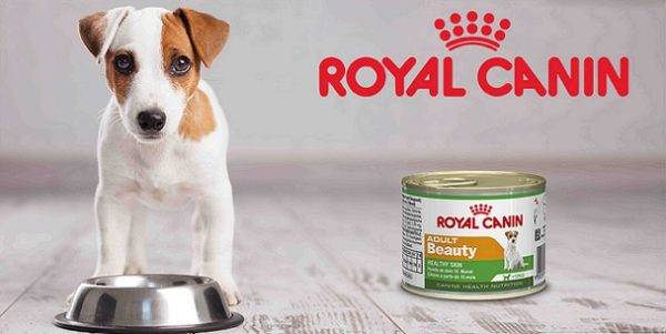 Königlicher Canin (Royal Canin)