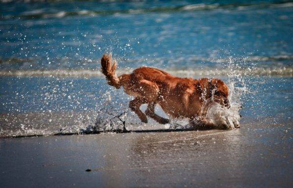 kleiner Hund im Wasser