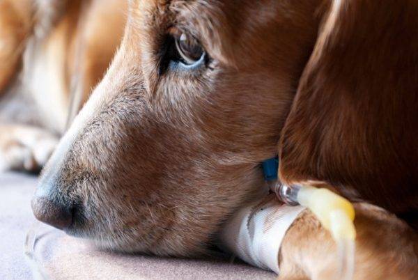 Wie Pyometra bei Hunden zu heilen