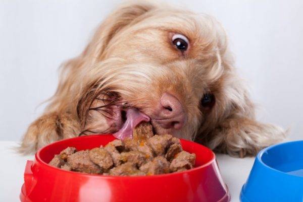 Hund isst Nassfutter