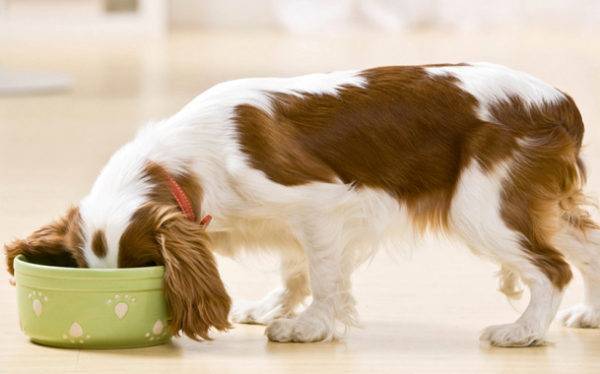 Beobachten Sie Ihren Hund beim Fressen
