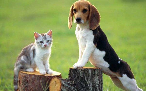 Beagle und Katze