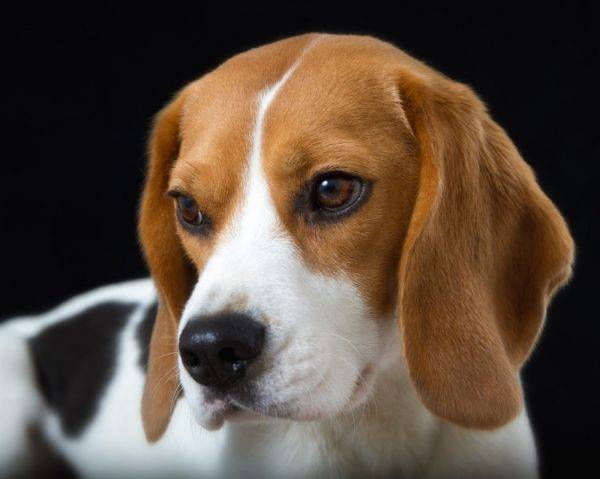 Sehr schöner Beagle