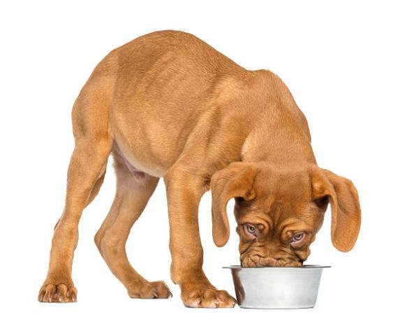 Hund isst Essen
