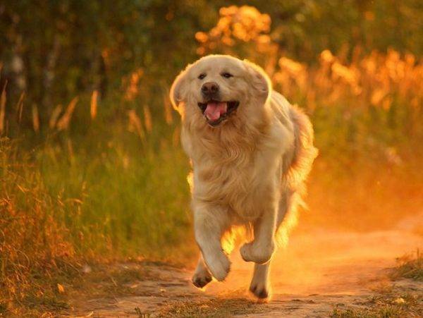 Happy Dog läuft