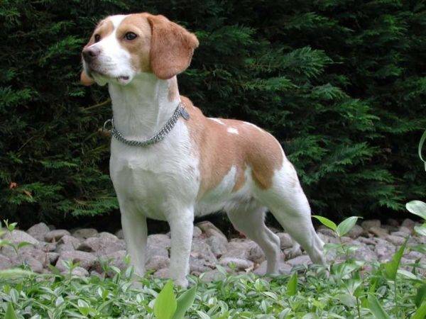 Weißer Beagle