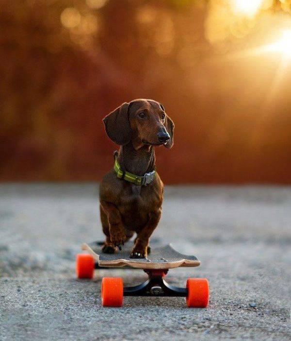Pygmäendackel auf einem Skateboard