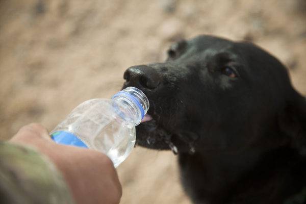 Pankreatitis bei mit Wasser und Getreide behandelten Hunden