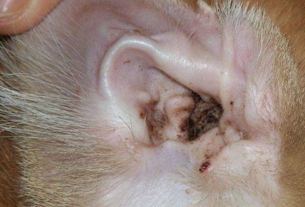 Erkrankungen der Ohren bei Hunden Symptome, Behandlung, Foto