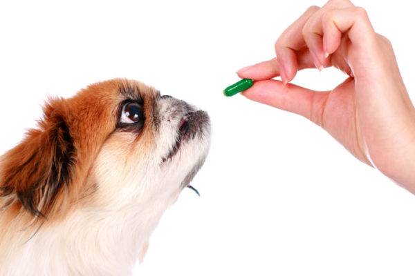 Vitaminmangel bei Hunden