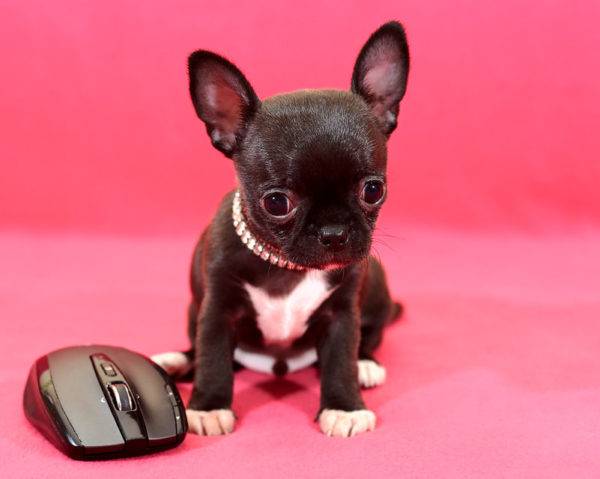 Mini Chihuahua: Hundefoto, Preis, Rassenbeschreibung ...