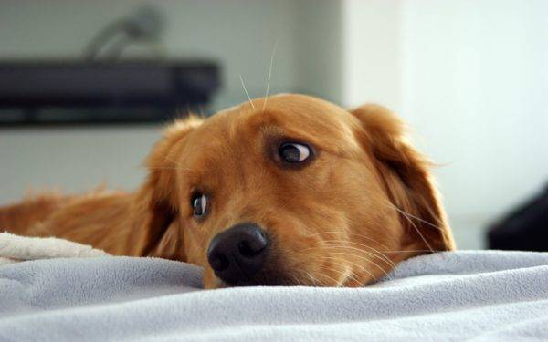 Symptome einer Endometritis bei Hunden